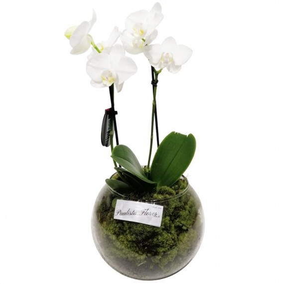 Mini Orquídea Branca em Vaso de Vidro Redondo