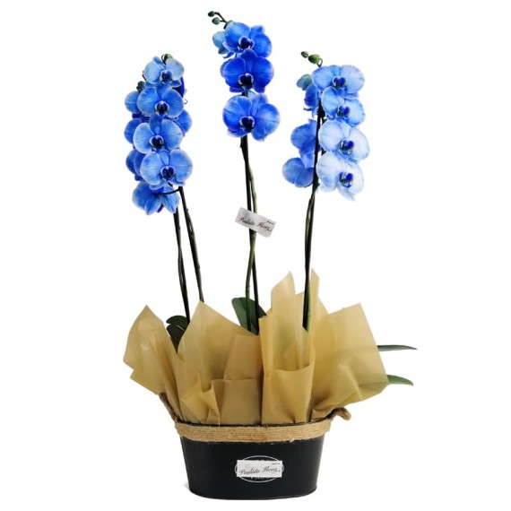Arrangement Blue I