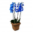 Blue Orchid in Synthetic Rattan Pot 04 rods