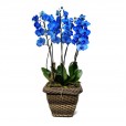 Blue Orchid in Synthetic Rattan Pot 06 rods
