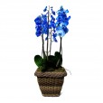 Blue Orchid in Synthetic Rattan Pot 06 rods