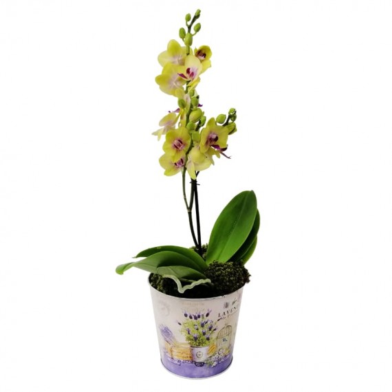 Medium Yellow Orchid in Cachepot model 1