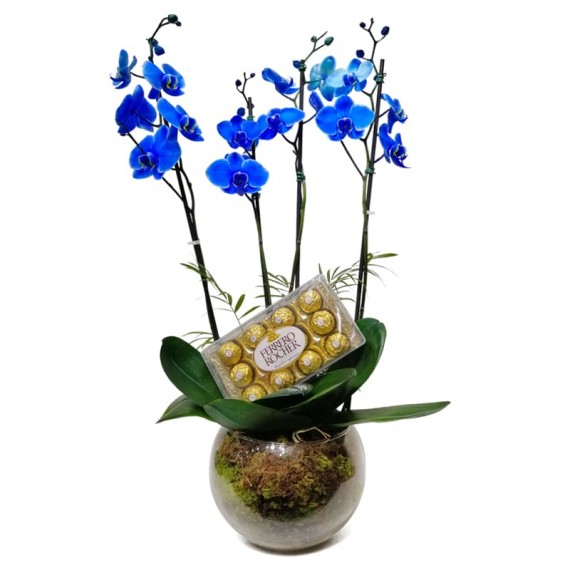 Orquídea Azul em Vaso de Vidro Redondo com Chocolate Ferrero Rocher