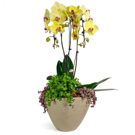 Beautiful Yellow Orchid