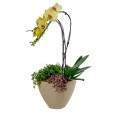 Beautiful Yellow Orchid