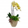Beautiful Yellow Orchid