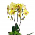 Beautiful Yellow Orchid