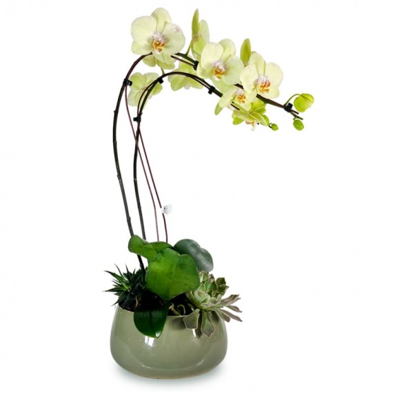 Orquídea Amarela com Suculentas em Vaso de Cerâmica