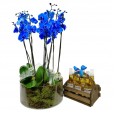 Orquídea Azul em Vaso de Vidro com 6 Cervejas Corona