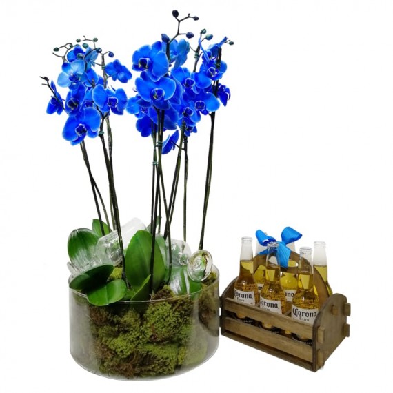 Orquídea Azul em Vaso de Vidro com 6 Cervejas Corona