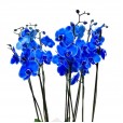 Orquídea Azul em Vaso de Vidro com 6 Cervejas Corona