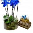 Blue Orchid in Glass Vase with 6 Corona Beers