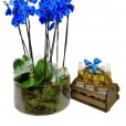 Orquídea Azul em Vaso de Vidro com 6 Cervejas Corona