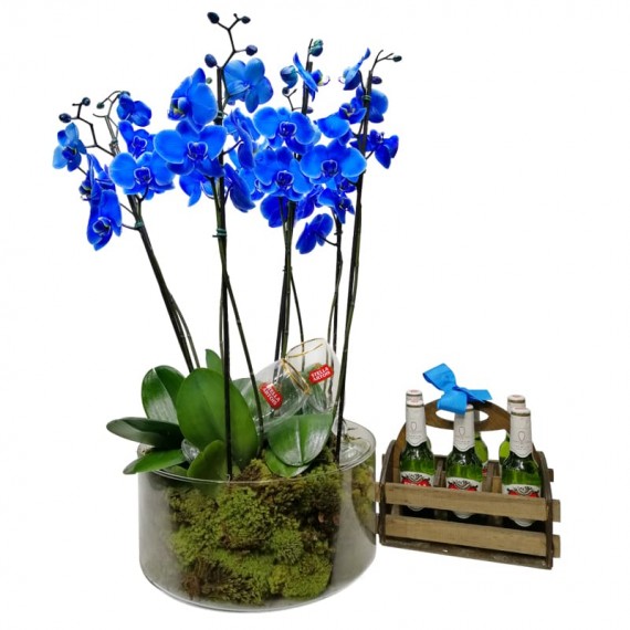 Orquídea Azul em Vaso de Vidro com 6 Cervejas Stella Artois