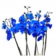 Orquídea Azul em Vaso de Vidro com 6 Cervejas Stella Artois