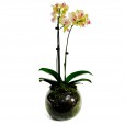 Medium Yellow Orchid in Glass Vase II