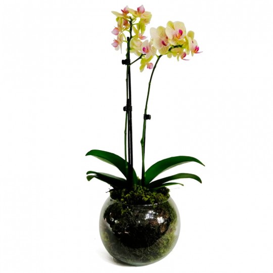 Medium Yellow Orchid in Glass Vase II