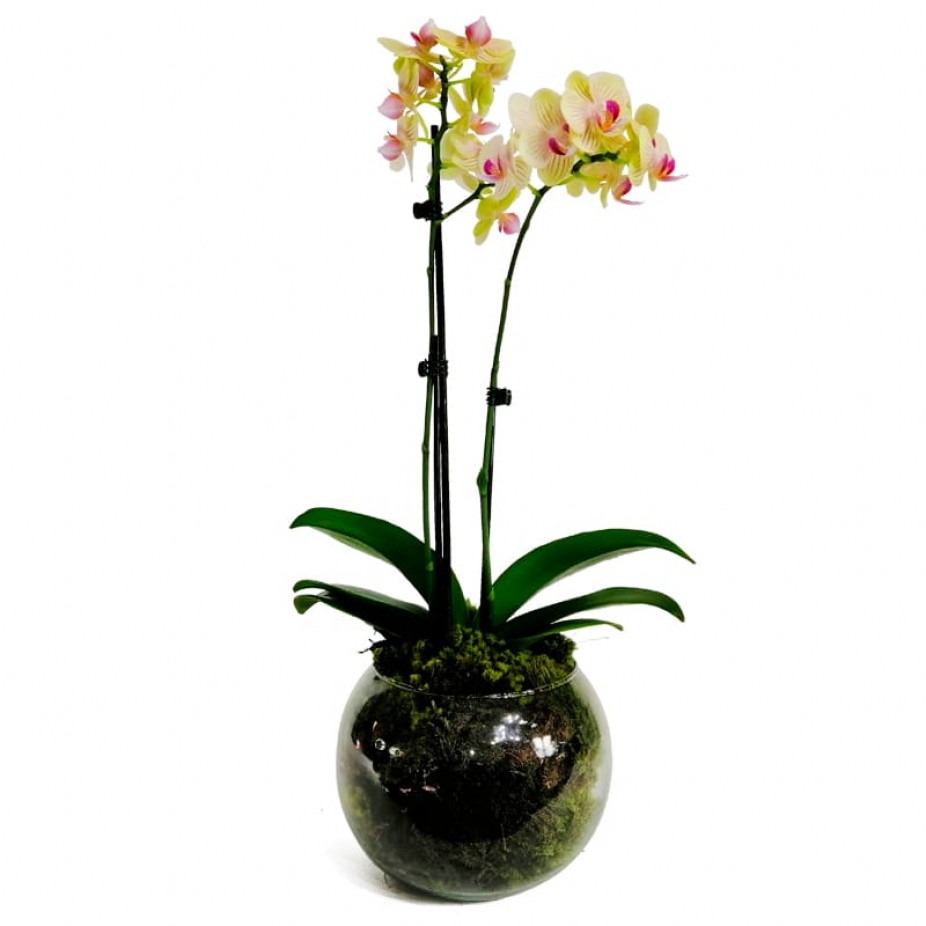 Orquídea Amarela Média em Vaso de Vidro II