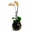 Medium Yellow Orchid in Glass Vase II