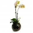 Medium Yellow Orchid in Glass Vase II