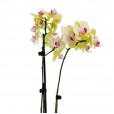 Medium Yellow Orchid in Glass Vase II