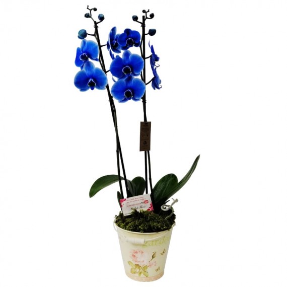 Medium Blue Orchid in Cachepot model 3