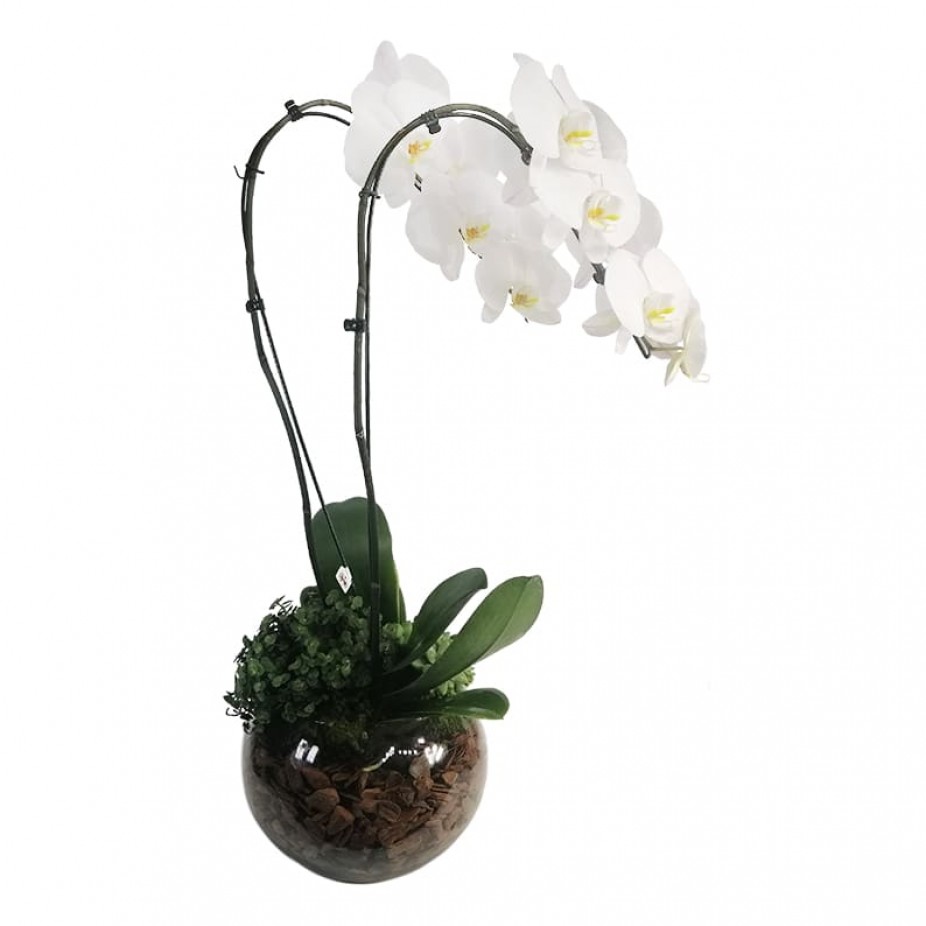 Orquídea Phalaenopsis Branca com 2 hastes no vaso
