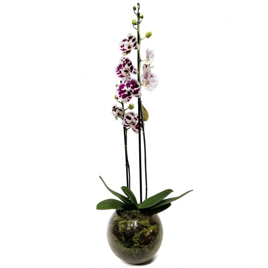 Orquídea Branca e Roxa em Vaso de Vidro Redondo