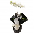 Wrapped White Orchid 01 Stem