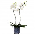 Orquídea Branca em Vaso de Porcelana