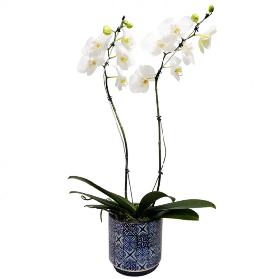 Orquídea Branca em Vaso de Porcelana