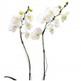 Orquídea Branca em Vaso de Porcelana