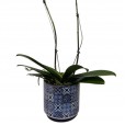 Orquídea Branca em Vaso de Porcelana