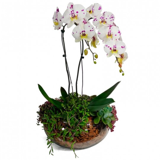 Secret White and Purple Orchid