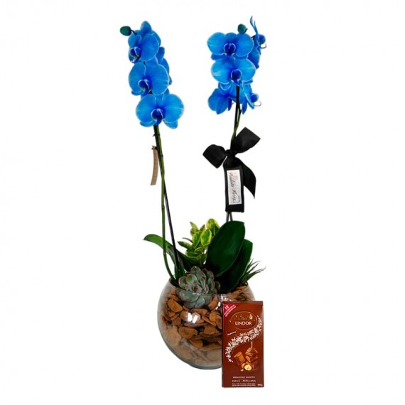 Orquídea Azul Phalaenopsis Blue Sky e Lindt Avelã