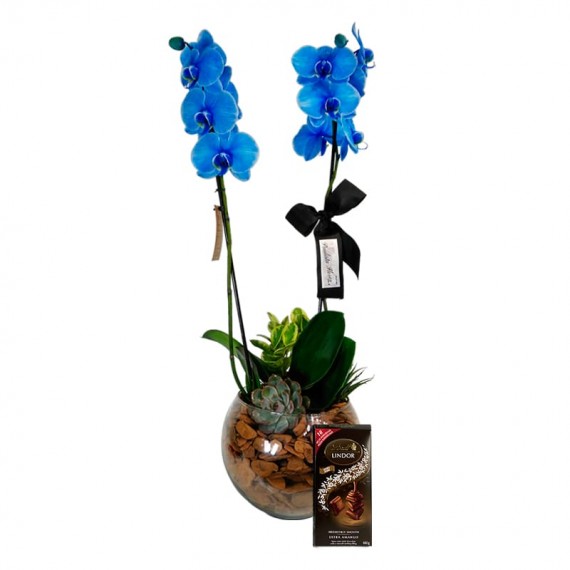 Blue Orchid Phalaenopsis Blue Sky and Lindt Dark