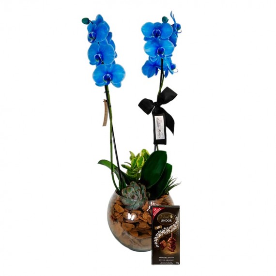 Orquídea Azul Phalaenopsis Blue Sky e Lindt Dark