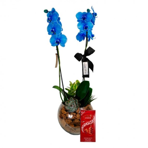 Orquídea Azul Phalaenopsis Blue Sky e Lindt Milk