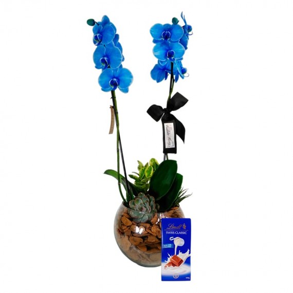 Orquídea Azul Phalaenopsis Blue Sky e Lindt Swiss Classic