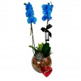 Blue Orchid Phalaenopsis Blue Sky and Lindt Heart S