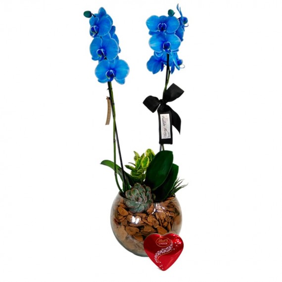 Blue Orchid Phalaenopsis Blue Sky and Lindt Heart S