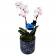 Orquídea Branca e Rosa Média e Rosa em Vaso de Porcelana