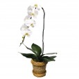 Orquídea Branca em Vaso de Ratan Sintética