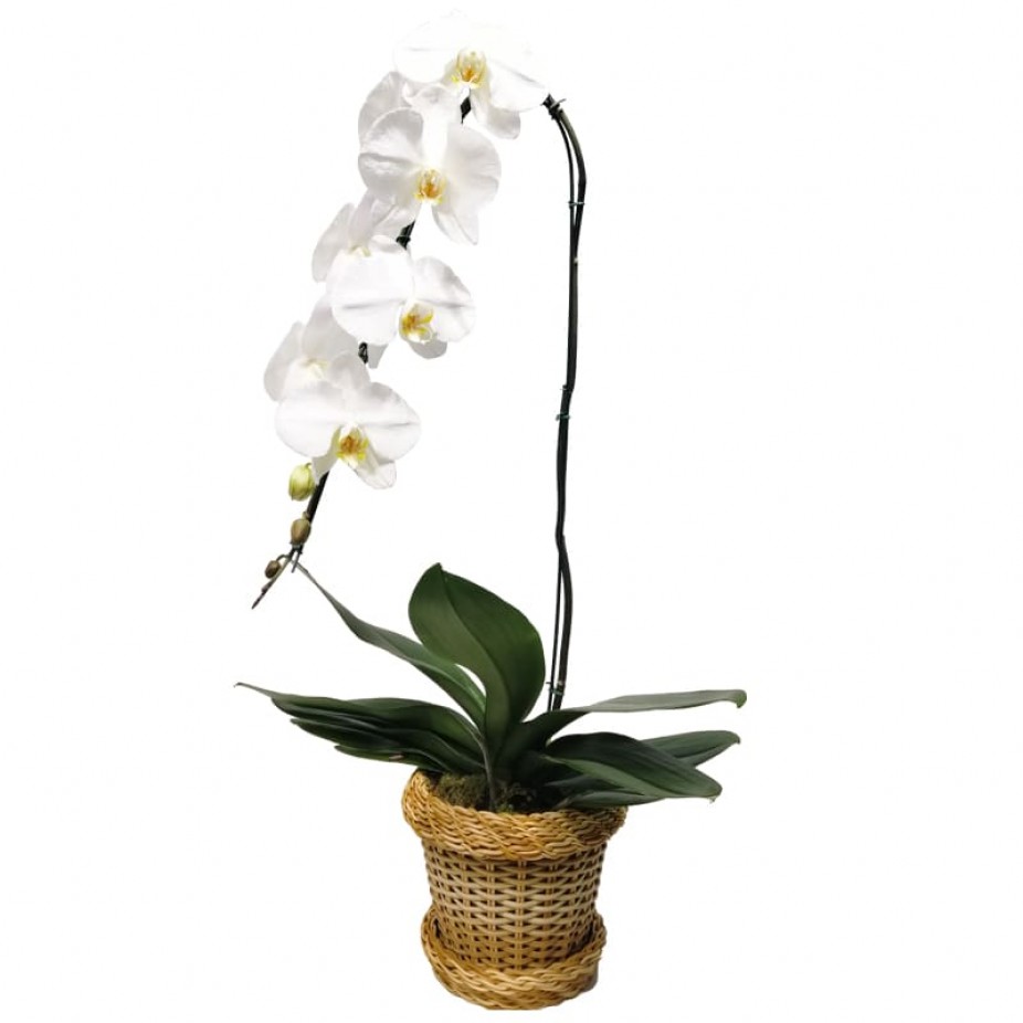 Orquídea Branca em Vaso de Ratan Sintética