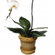 Orquídea Branca em Vaso de Ratan Sintética