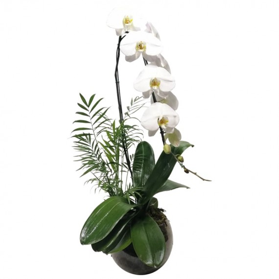 White Orchid in Round Glass Vase