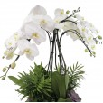 White Waterfall Orchid with Stainless Steel Vase and Succulents