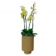 Orchids Planted in Vase Frescor da Natureza