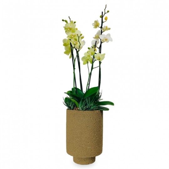 Orchids Planted in Vase Frescor da Natureza