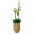Orchids Planted in Vase Frescor da Natureza